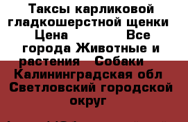 Таксы карликовой гладкошерстной щенки › Цена ­ 20 000 - Все города Животные и растения » Собаки   . Калининградская обл.,Светловский городской округ 